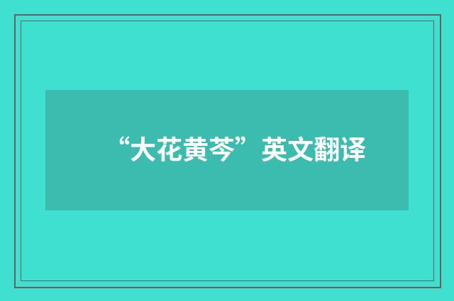 “大花黄芩”英文翻译