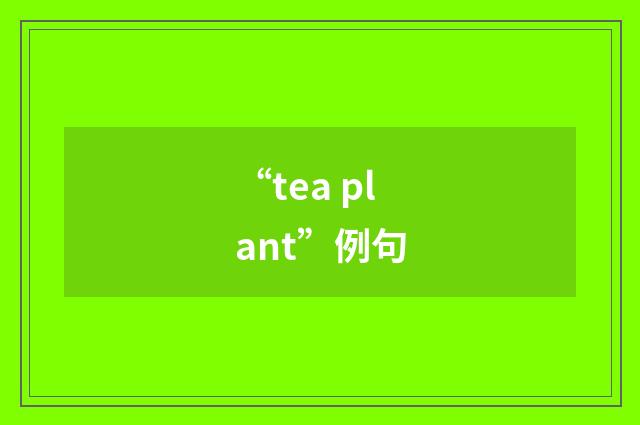 “tea plant”例句