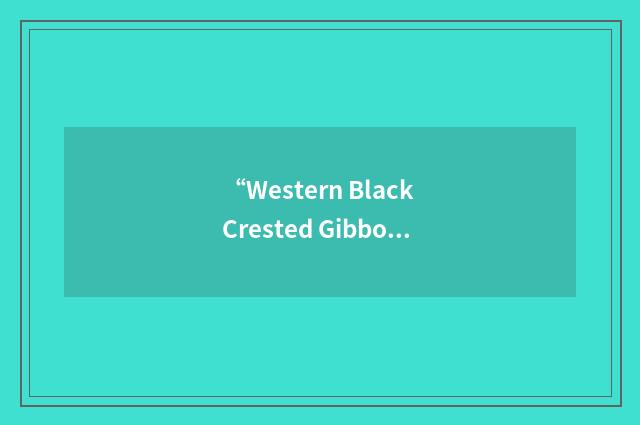 “Western Black Crested Gibbon”缩略