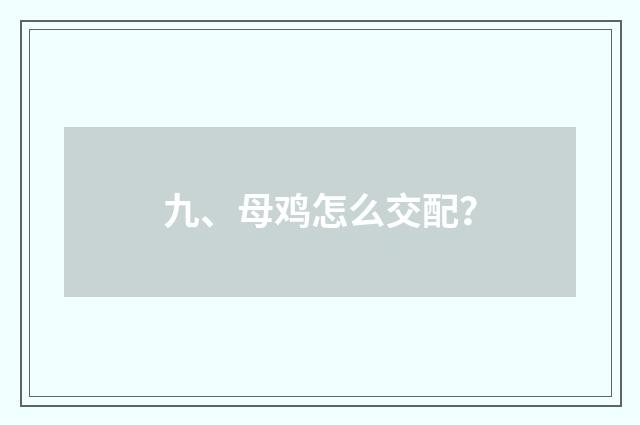 九、母鸡怎么交配?