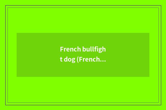 French bullfight dog (French Bulldog)