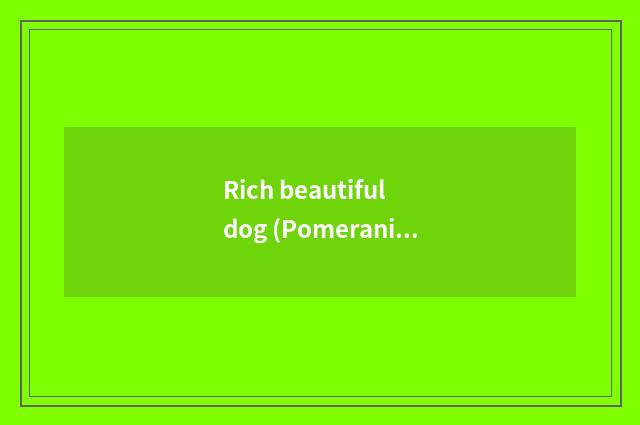 Rich beautiful dog (Pomeranian)