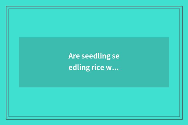 Are seedling seedling rice wine and rice wine of the seedling that be like a see