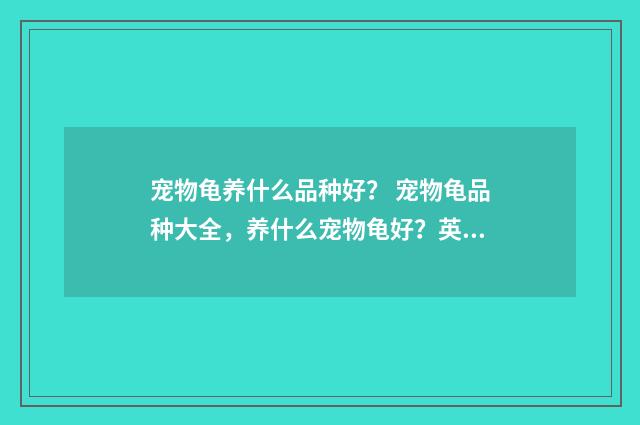 宠物龟养什么品种好？ 宠物龟品种大全，养什么宠物龟好？英文双语对照