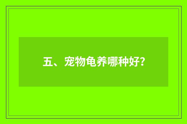 五、宠物龟养哪种好？