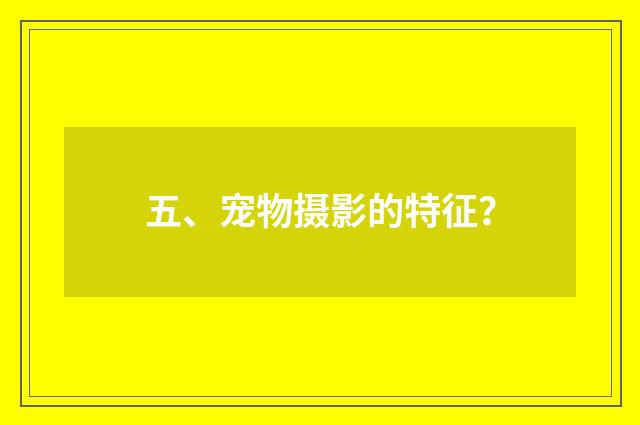 五、宠物摄影的特征?