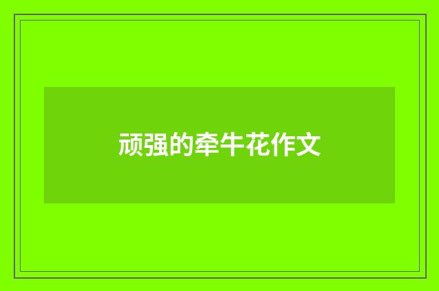 顽强的牵牛花作文