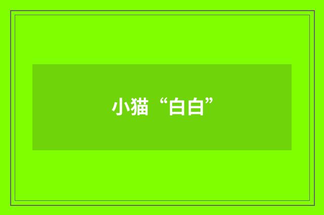 小猫“白白”