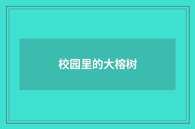 校园里的大榕树