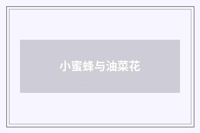 小蜜蜂与油菜花