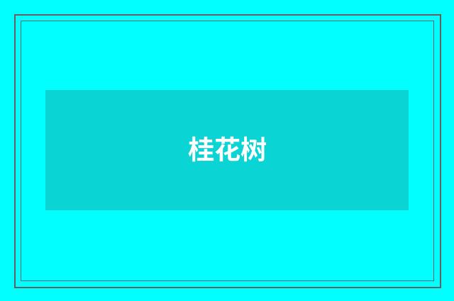 桂花树
