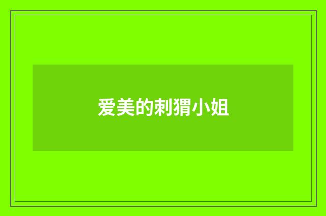 爱美的刺猬小姐
