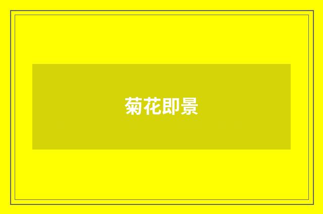 菊花即景