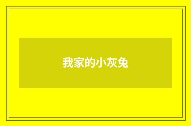 我家的小灰兔