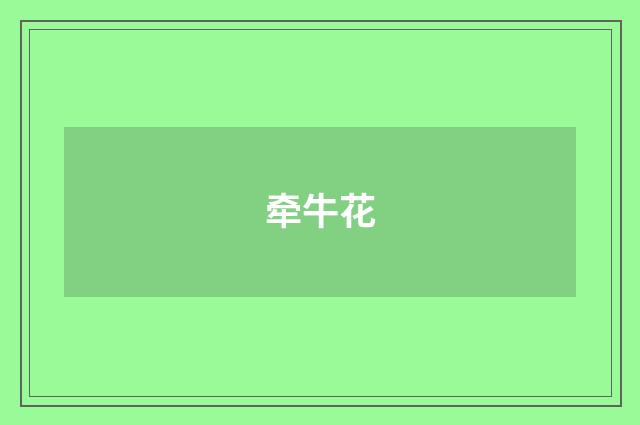 牵牛花