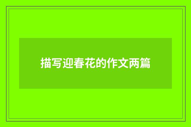 描写迎春花的作文两篇