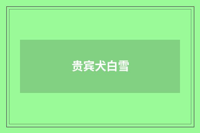 贵宾犬白雪